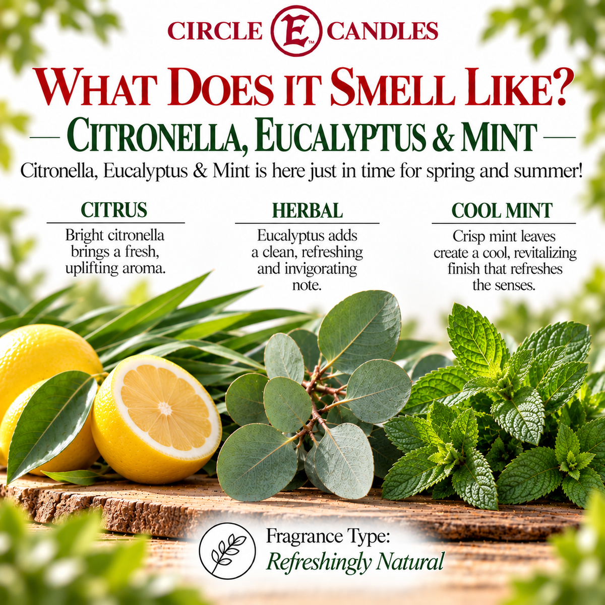 Circle E Candles Wax Melt Tart Citronella Eucalyptus & Mint Scent Pack of 6