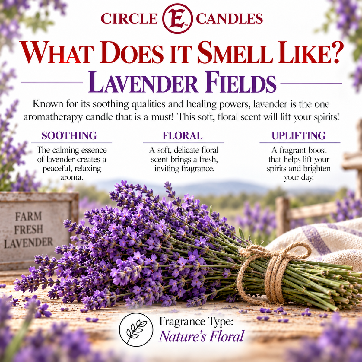 Circle E Candles Wax Melt Tart Lavender Fields Pack of 6 Tarts
